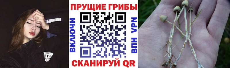 как найти закладки  Козьмодемьянск  Псилоцибиновые грибы Magic Shrooms 